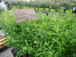 2 gallon shrubs